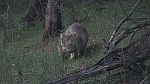 27-Wombat comes out for a photoshoot at Yalwal